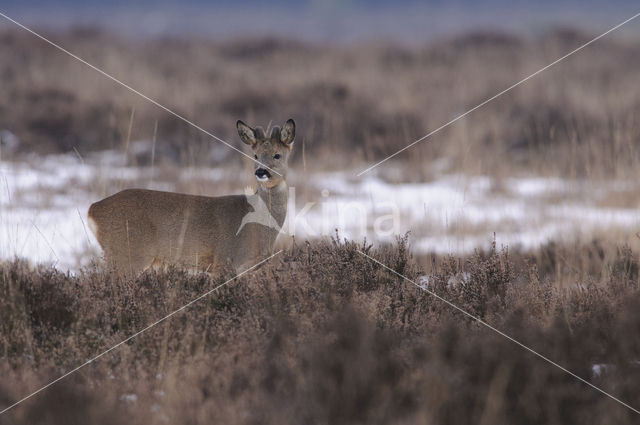 Roe Deer (Capreolus capreolus)