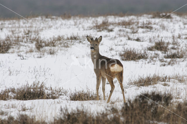 Roe Deer (Capreolus capreolus)