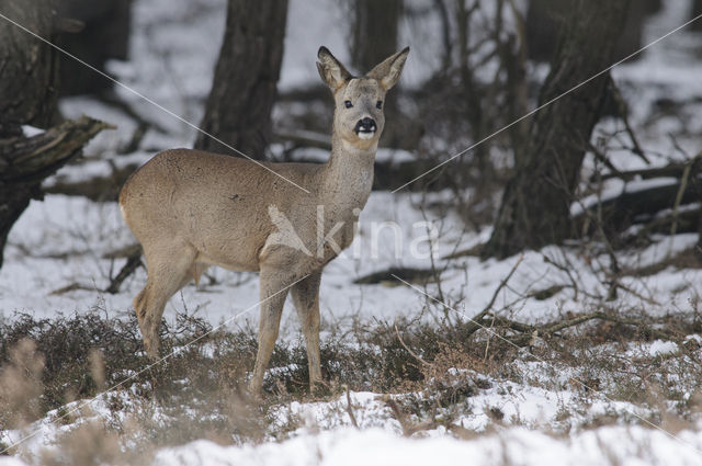 Ree (Capreolus capreolus)