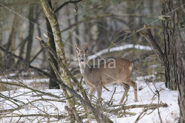 Roe Deer (Capreolus capreolus)