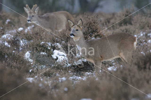 Ree (Capreolus capreolus)