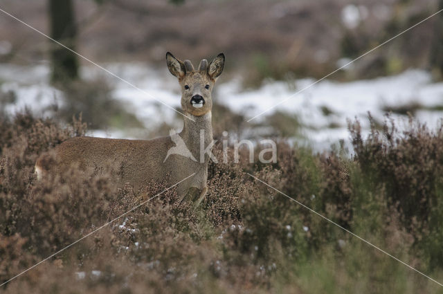 Roe Deer (Capreolus capreolus)