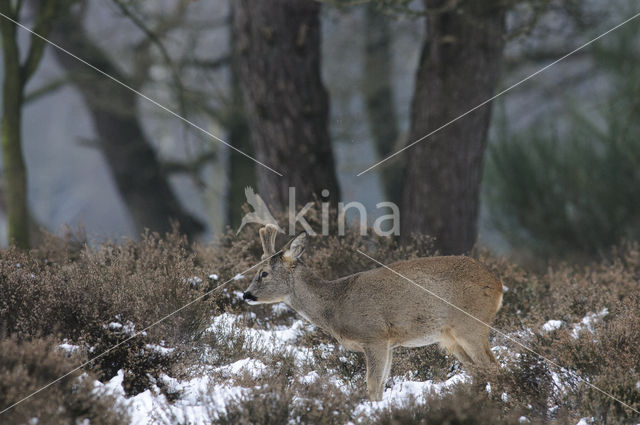 Roe Deer (Capreolus capreolus)