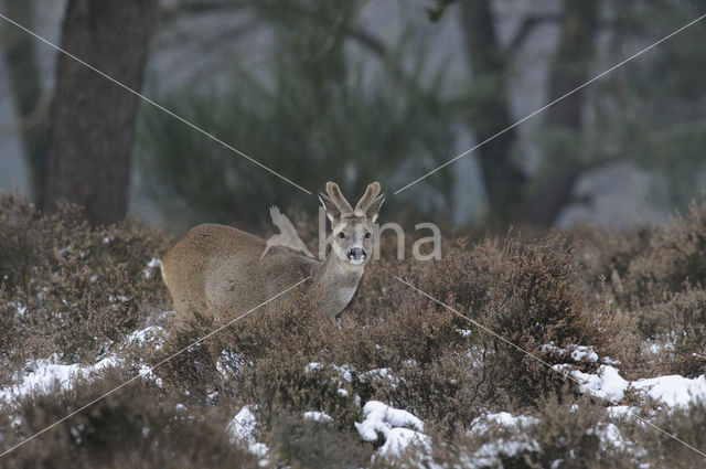 Roe Deer (Capreolus capreolus)