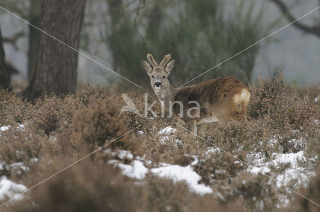 Roe Deer (Capreolus capreolus)