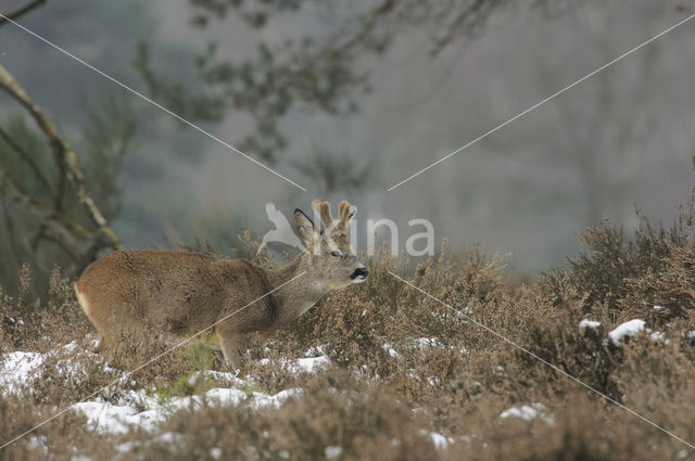 Roe Deer (Capreolus capreolus)