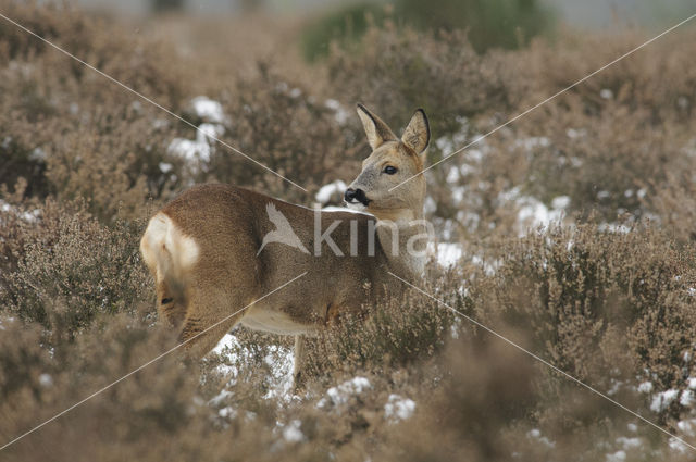 Ree (Capreolus capreolus)