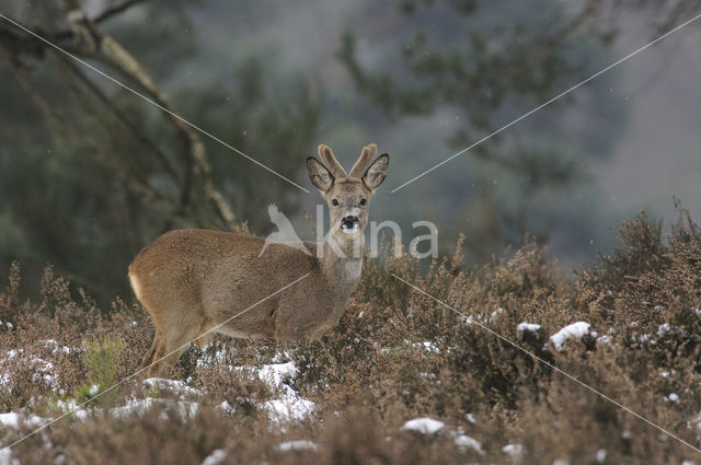 Roe Deer (Capreolus capreolus)