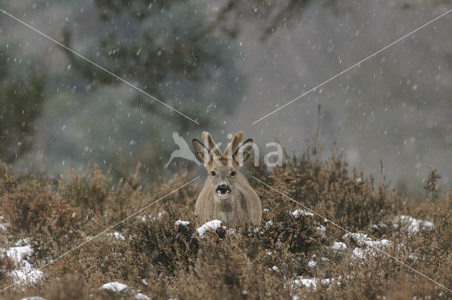 Roe Deer (Capreolus capreolus)