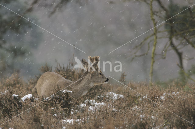 Roe Deer (Capreolus capreolus)