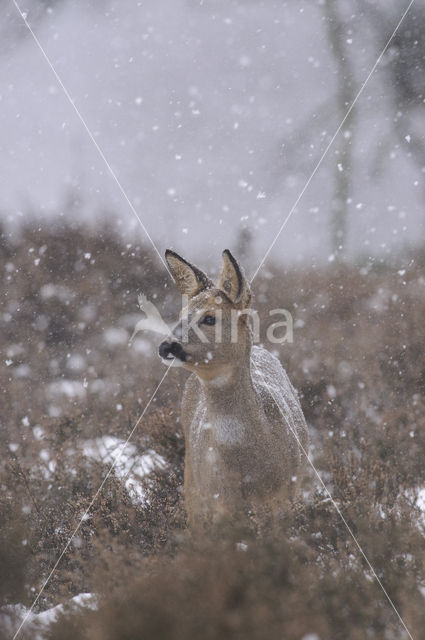 Ree (Capreolus capreolus)