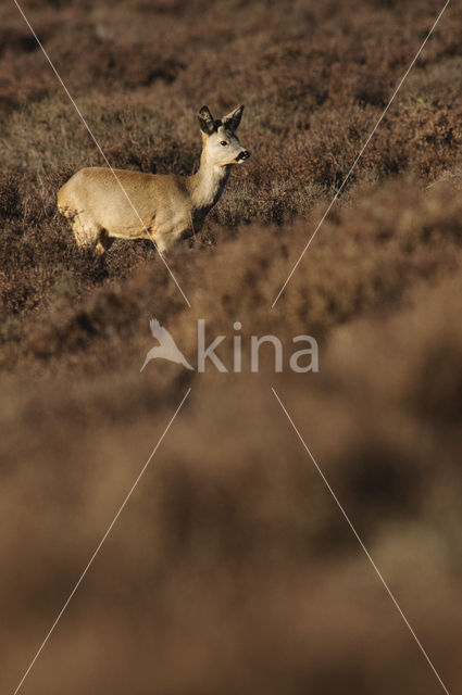 Roe Deer (Capreolus capreolus)