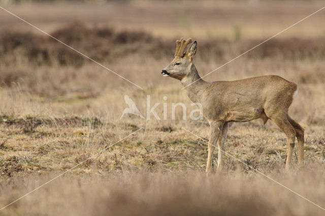 Ree (Capreolus capreolus)