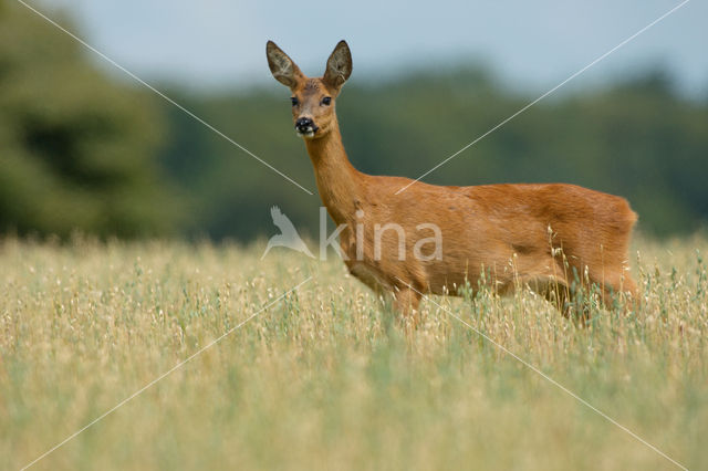 Ree (Capreolus capreolus)