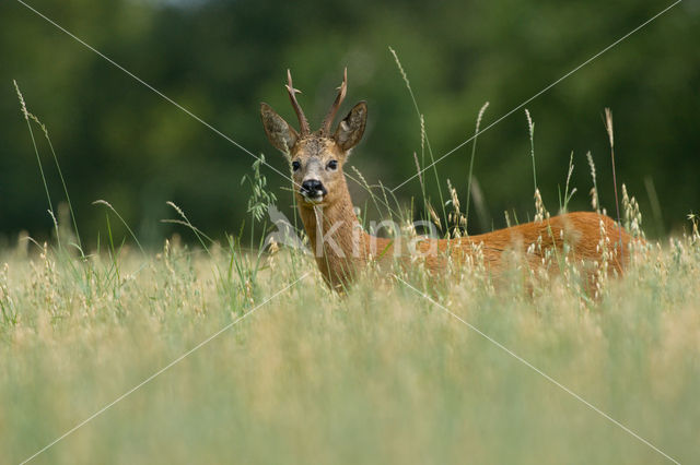 Ree (Capreolus capreolus)