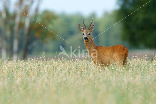 Ree (Capreolus capreolus)