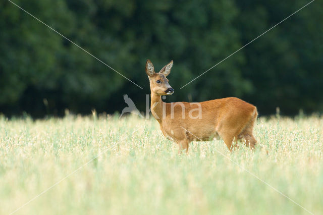 Ree (Capreolus capreolus)