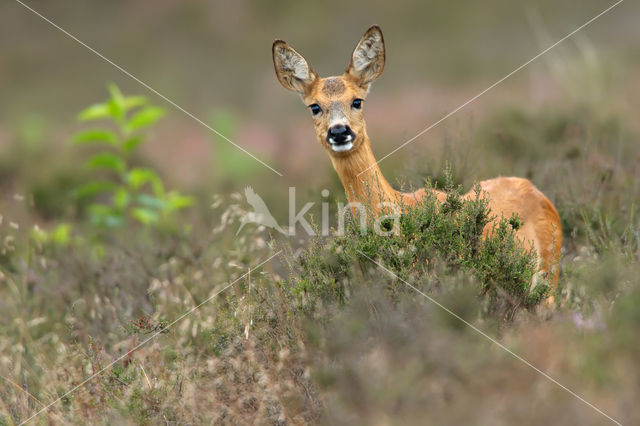 Ree (Capreolus capreolus)