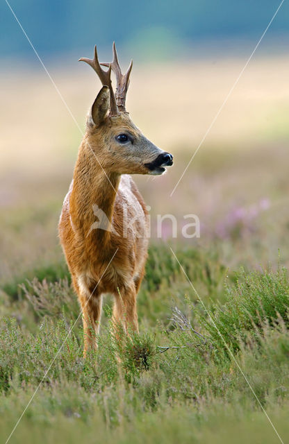 Ree (Capreolus capreolus)