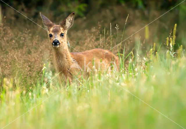 Ree (Capreolus capreolus)