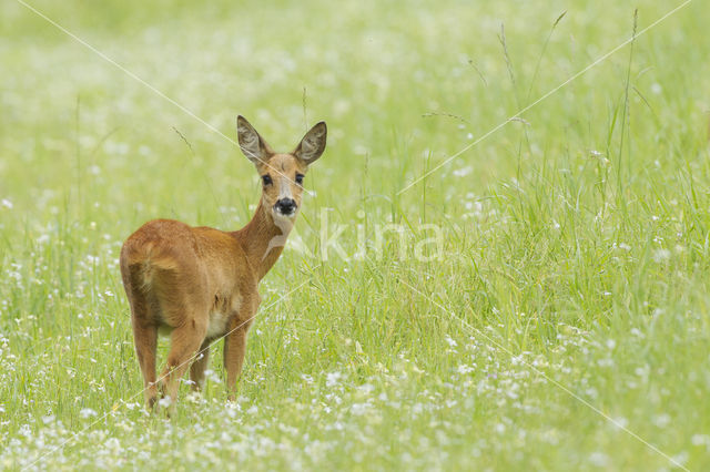 Ree (Capreolus capreolus)