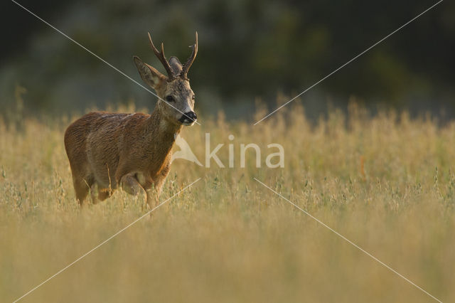 Ree (Capreolus capreolus)