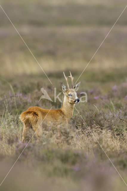 Roe Deer (Capreolus capreolus)