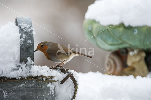 Roodborst