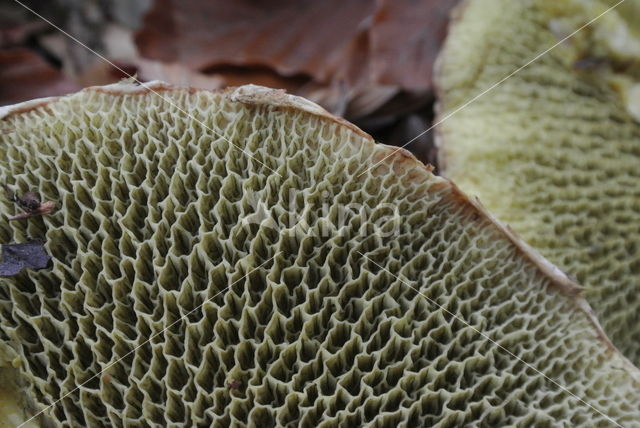 Roodsteelfluweelboleet (Boletus chrysenteron)