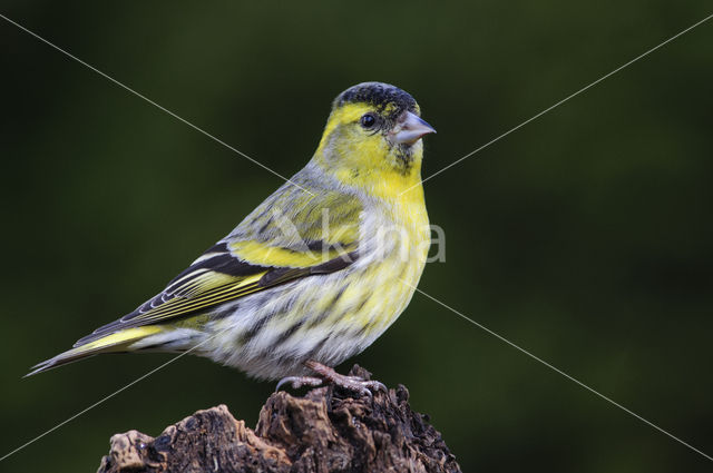 Sijs (Carduelis spinus)