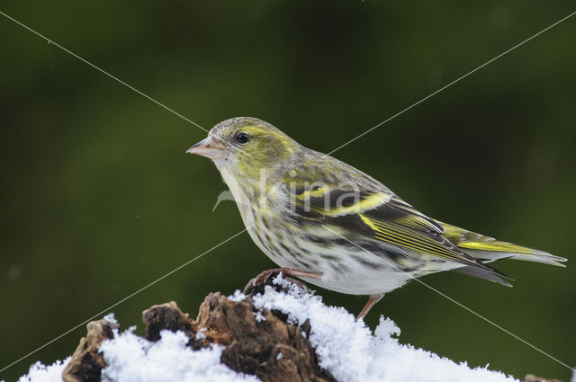 Sijs (Carduelis spinus)