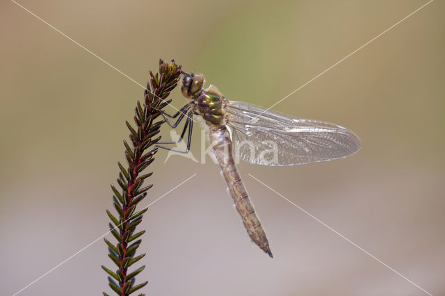 Smaragdlibel (Cordulia aenea)