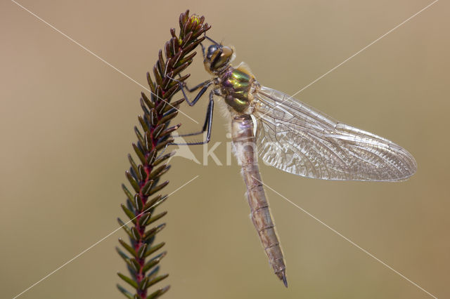 Smaragdlibel (Cordulia aenea)