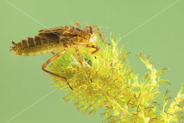 Smaragdlibel (Cordulia aenea)