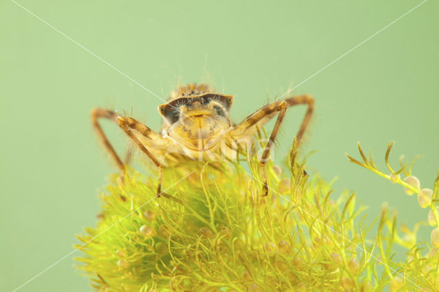 Smaragdlibel (Cordulia aenea)