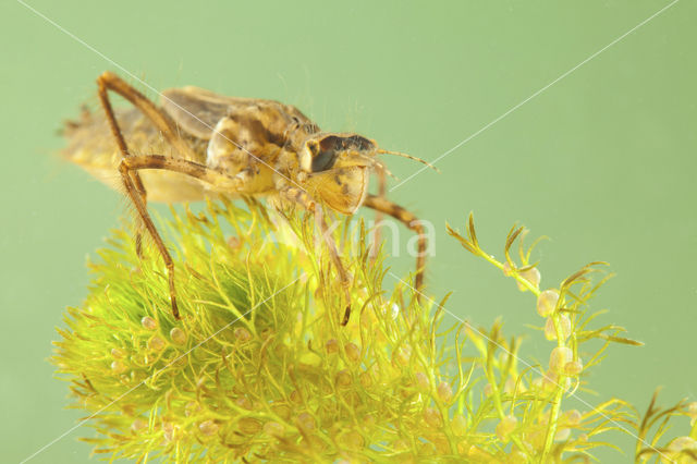 Smaragdlibel (Cordulia aenea)