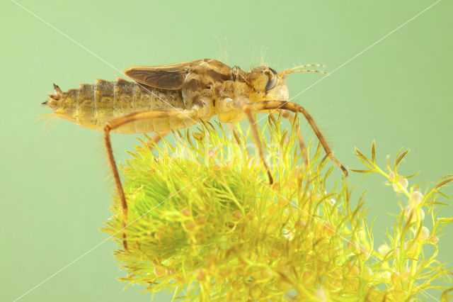 Smaragdlibel (Cordulia aenea)