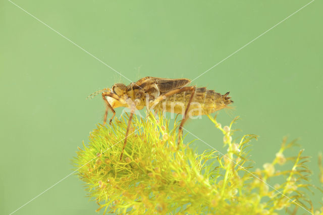 Smaragdlibel (Cordulia aenea)