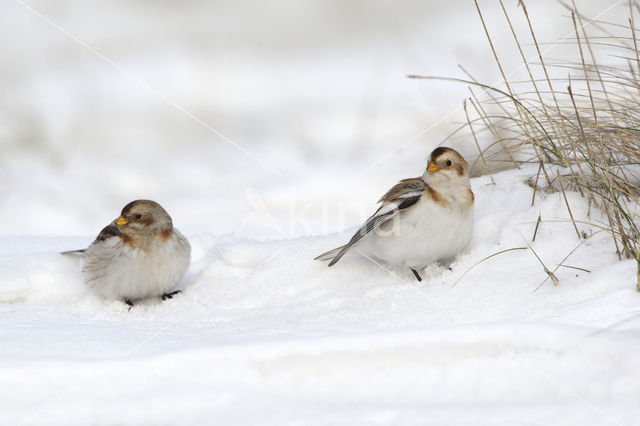 Sneeuwgors (Plectrophenax nivalis)