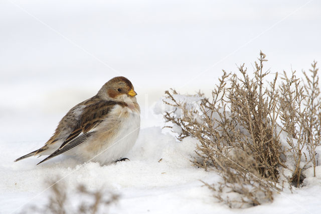 Sneeuwgors (Plectrophenax nivalis)