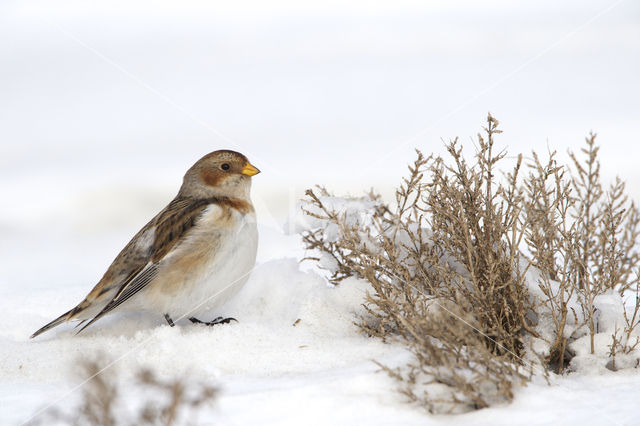 Sneeuwgors (Plectrophenax nivalis)