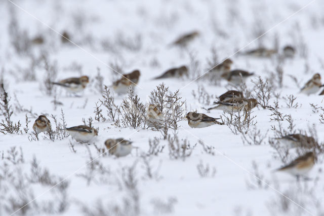 Sneeuwgors (Plectrophenax nivalis)