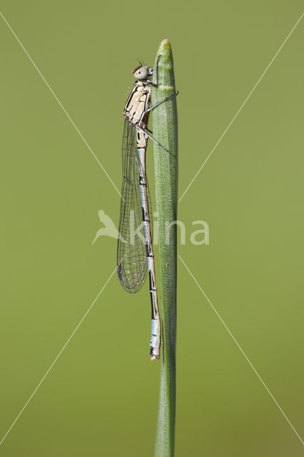 Northern Damselfly (Coenagrion hastulatum)