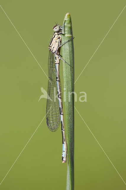 Speerwaterjuffer (Coenagrion hastulatum)