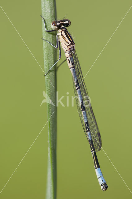 Speerwaterjuffer (Coenagrion hastulatum)