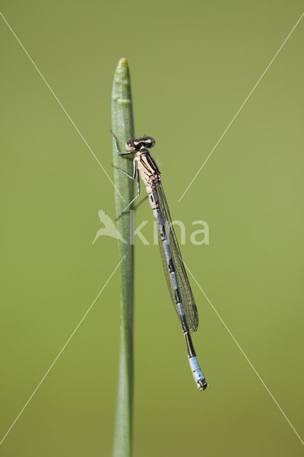 Northern Damselfly (Coenagrion hastulatum)