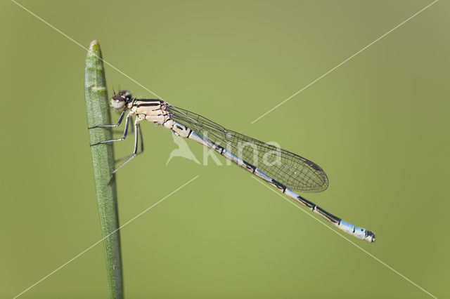 Northern Damselfly (Coenagrion hastulatum)