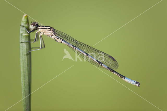 Speerwaterjuffer (Coenagrion hastulatum)