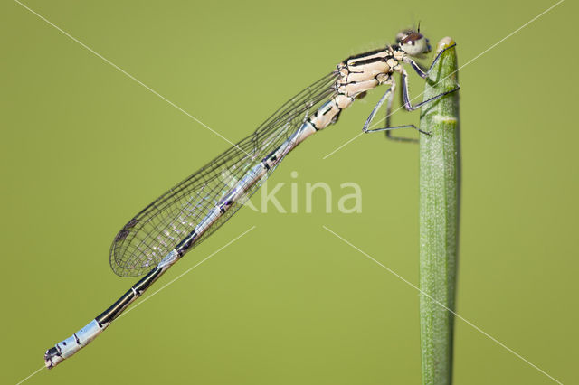 Speerwaterjuffer (Coenagrion hastulatum)