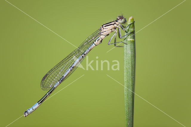 Northern Damselfly (Coenagrion hastulatum)